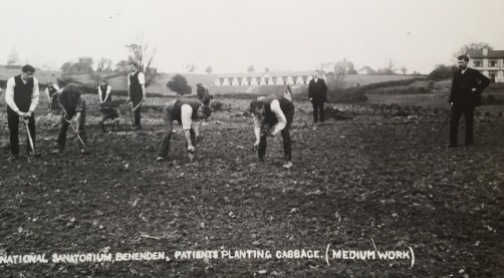 Patients Planting Cabbages (Medium Work)